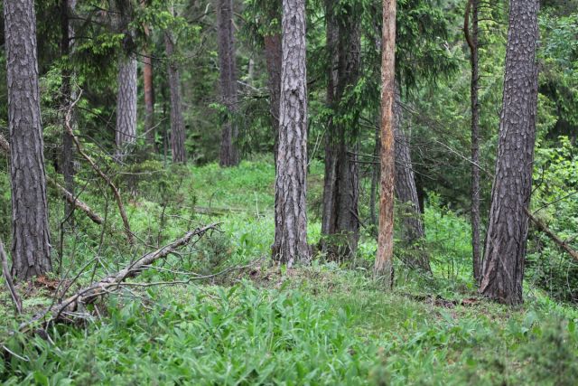 Hvordan den kalkrike skogen klassifiseres i naturtypekartleggingen, kan få stor betydning for skogbruket.