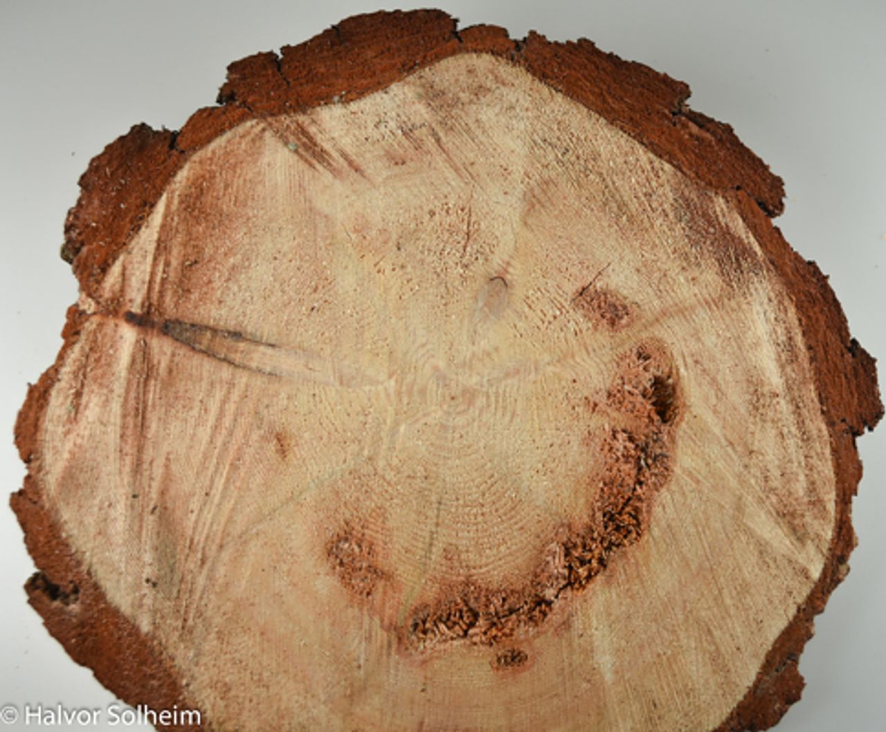 Fururotkjuke i furu ved stubbeavskjær opptrer som flekkråte, her nesten i en ring.Foto: Halvor Solheim.