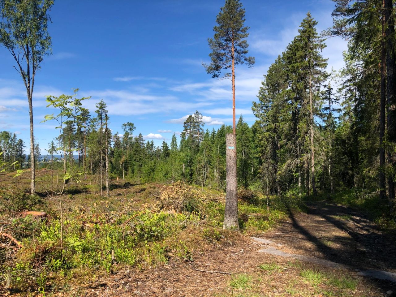 Ved å sette igjen kulturstubber langs stiene, blir de også mer synlige for turgåere i et skogbilde som stadig endrer seg. Foto: Ida Aarø