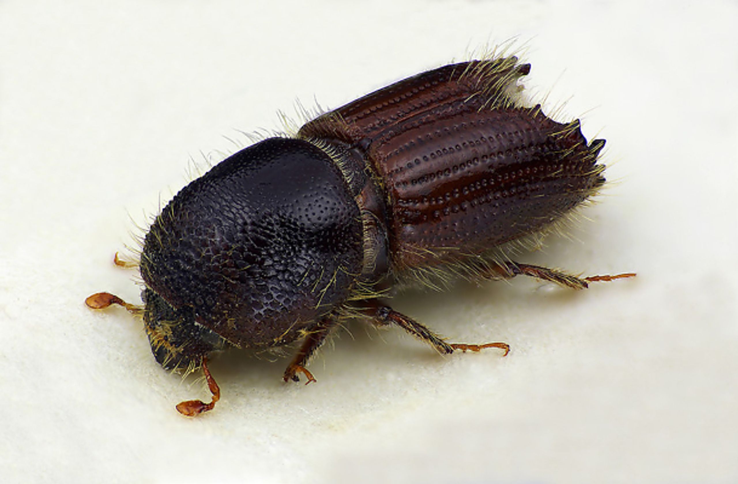 Granbarkbillen Ips typographus. Granbarkbillen, som også blir kalt stor granbarkbille eller typografen, er utvilsomt vår viktigste barkbille på gran. Under bestemte forhold kan den angripe og drepe helt friske grantrær. På grunn av sin aggressivitet, ble den det mest kjente skadeinsektet i Norge i 1970-årene. Den har et godt utviklet kjemisk signalsystem og et etablert samarbeid med blåvedsopper, og er derfor i stand til å drepe grantrærne relativt raskt og utnytte dem som ynglemateriale.
