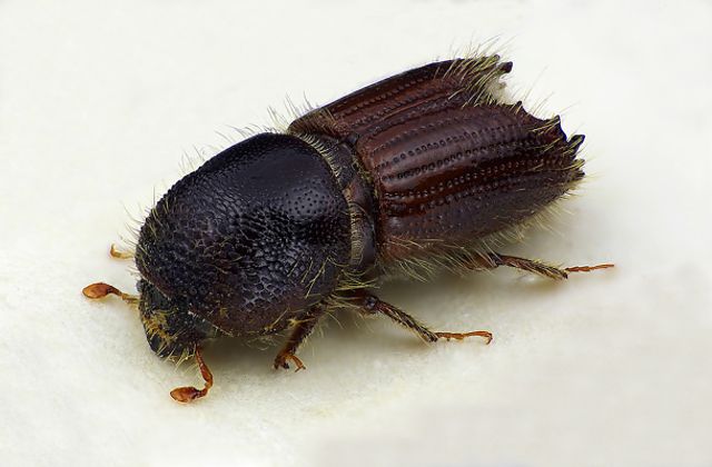 Granbarkbillen Ips typographus. Granbarkbillen, som også blir kalt stor granbarkbille eller typografen, er utvilsomt vår viktigste barkbille på gran. Under bestemte forhold kan den angripe og drepe helt friske grantrær. På grunn av sin aggressivitet, ble den det mest kjente skadeinsektet i Norge i 1970-årene. Den har et godt utviklet kjemisk signalsystem og et etablert samarbeid med blåvedsopper, og er derfor i stand til å drepe grantrærne relativt raskt og utnytte dem som ynglemateriale.