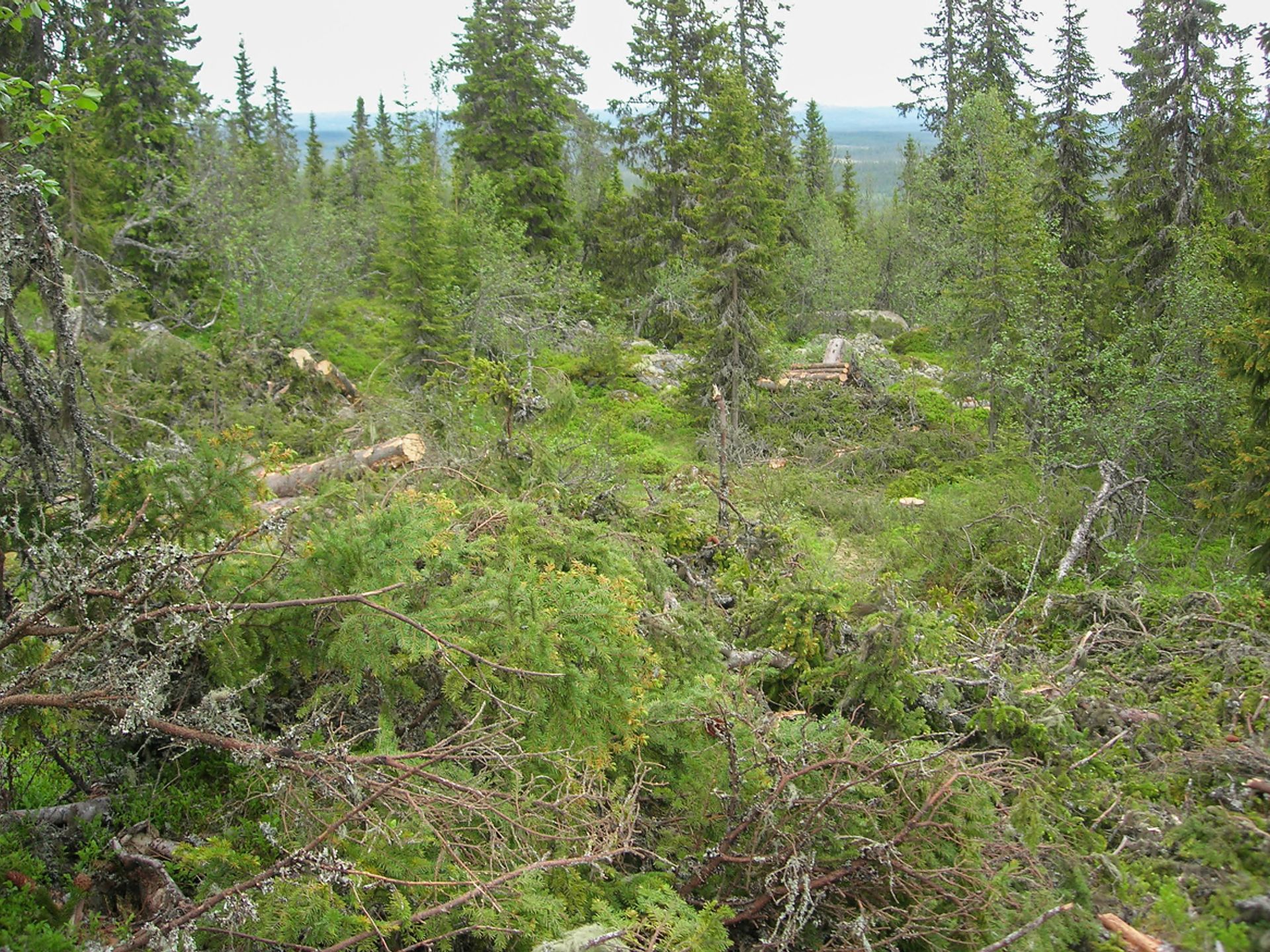 Dette er en typisk fjellskoghogst hvor man har hogget noen trær samtidig som mange står igjen. Foto: Trygve Øvergård.