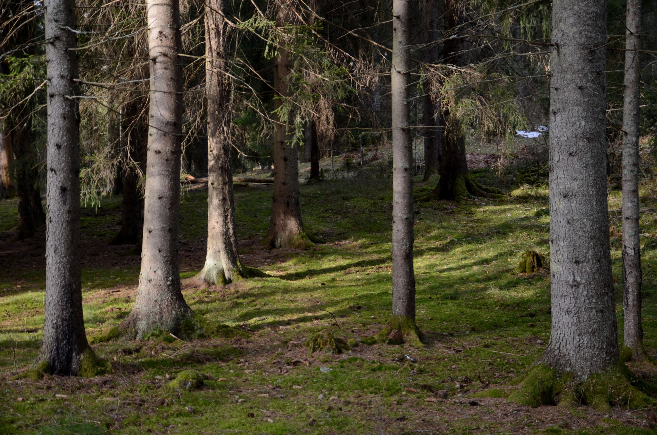 Gammel granskog