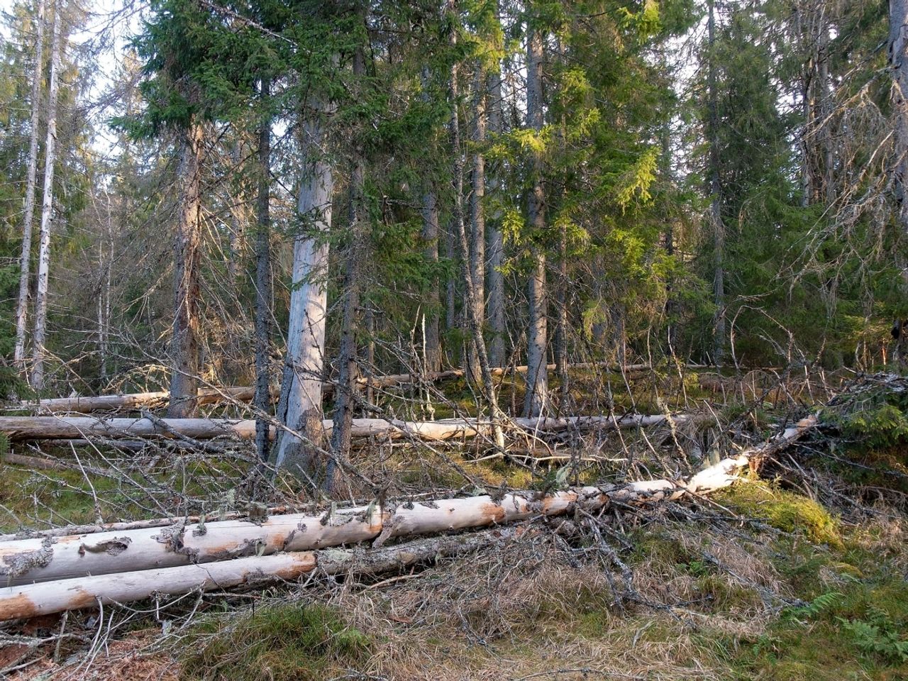 Gjennom Landsskogtakseringen har staten systematisk målt tilstanden i den norske skogen siden 1919. Den viser at vi har fått mer av så og si alle viktige livsmiljøer for sjeldne og truede arter. Fra 1996 til 2015 økte for eksempel mengden døde trær i den produktive skogen fra 67 millioner kubikkmeter til 100 millioner kubikkmeter.