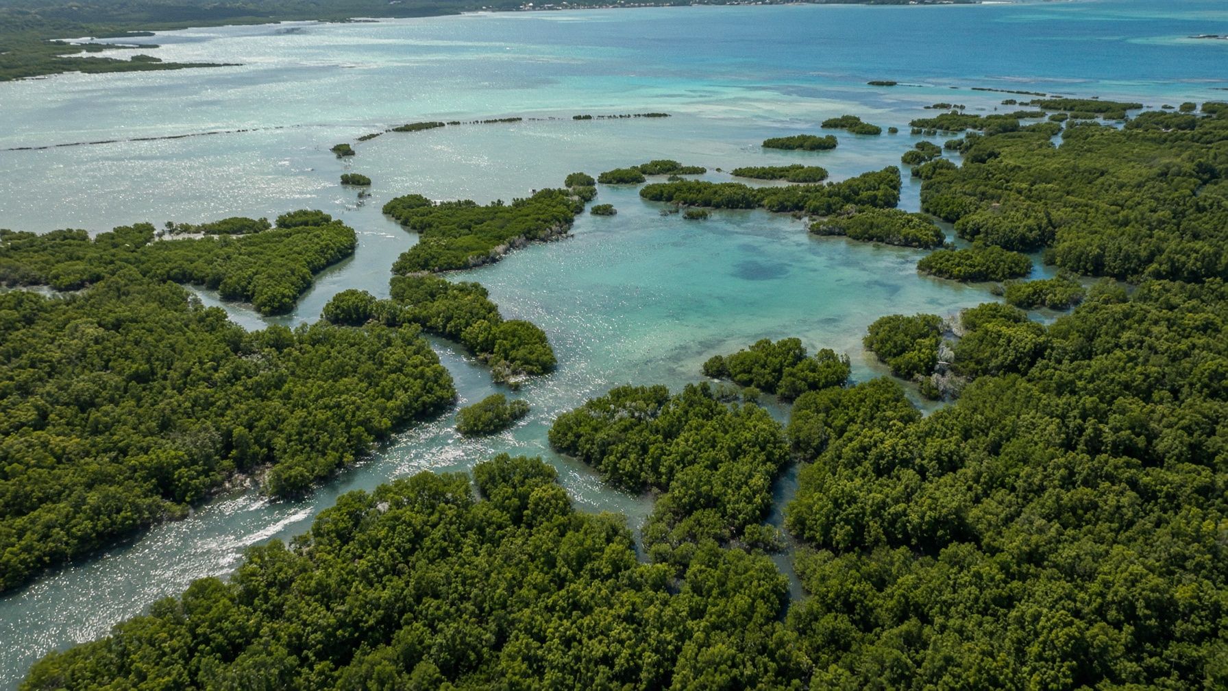 Paysage de mangrove à Morne-à-l’Eau