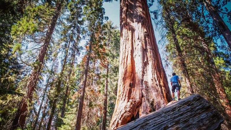 How to Grow on Bluesky in 2026: A Step-by-Step Playbook