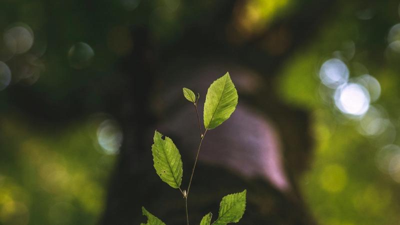 Bluesky Analytics: How to Track Your Growth and Performance
