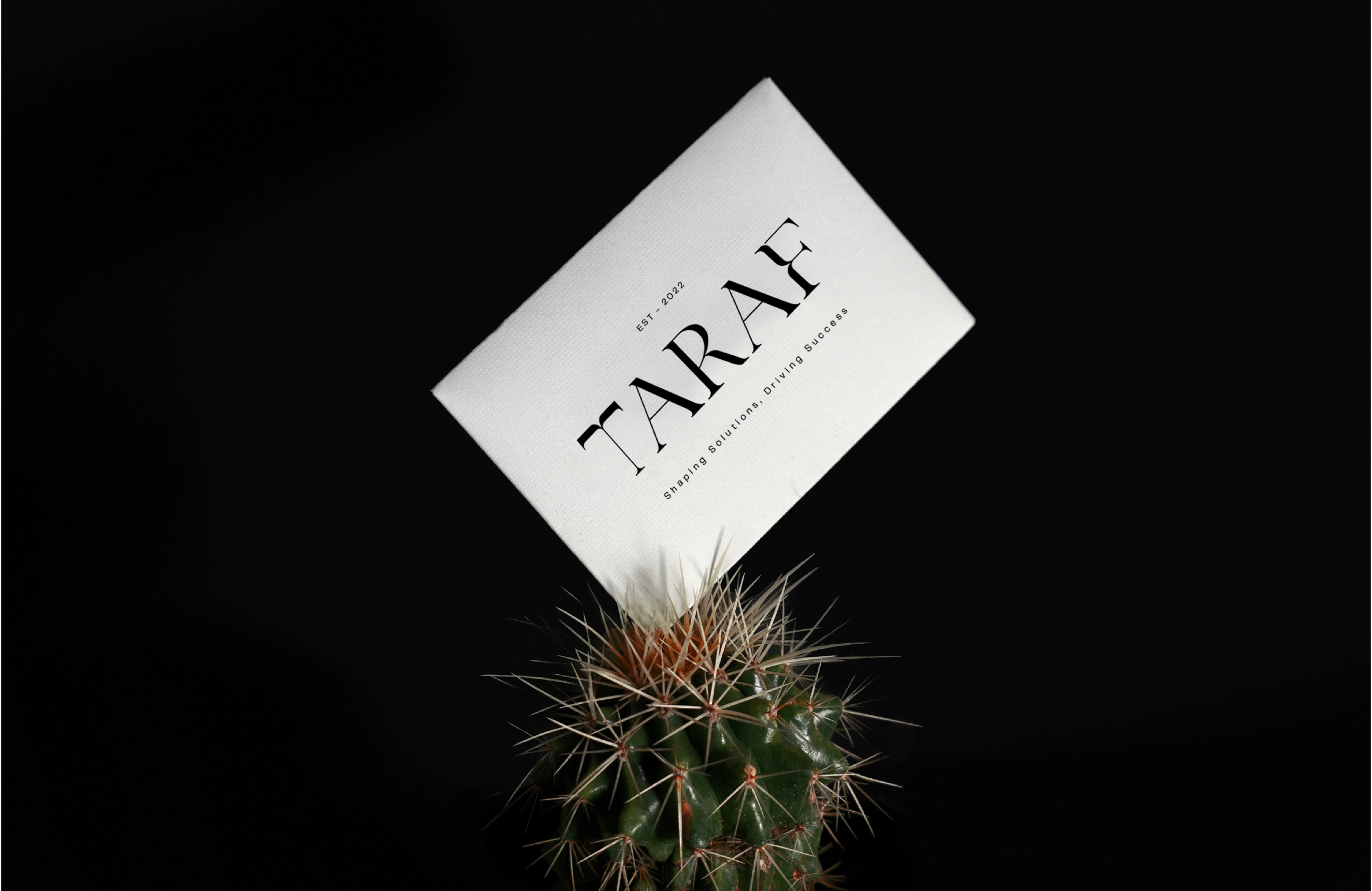 Taraf business card balanced upright on a cactus against black