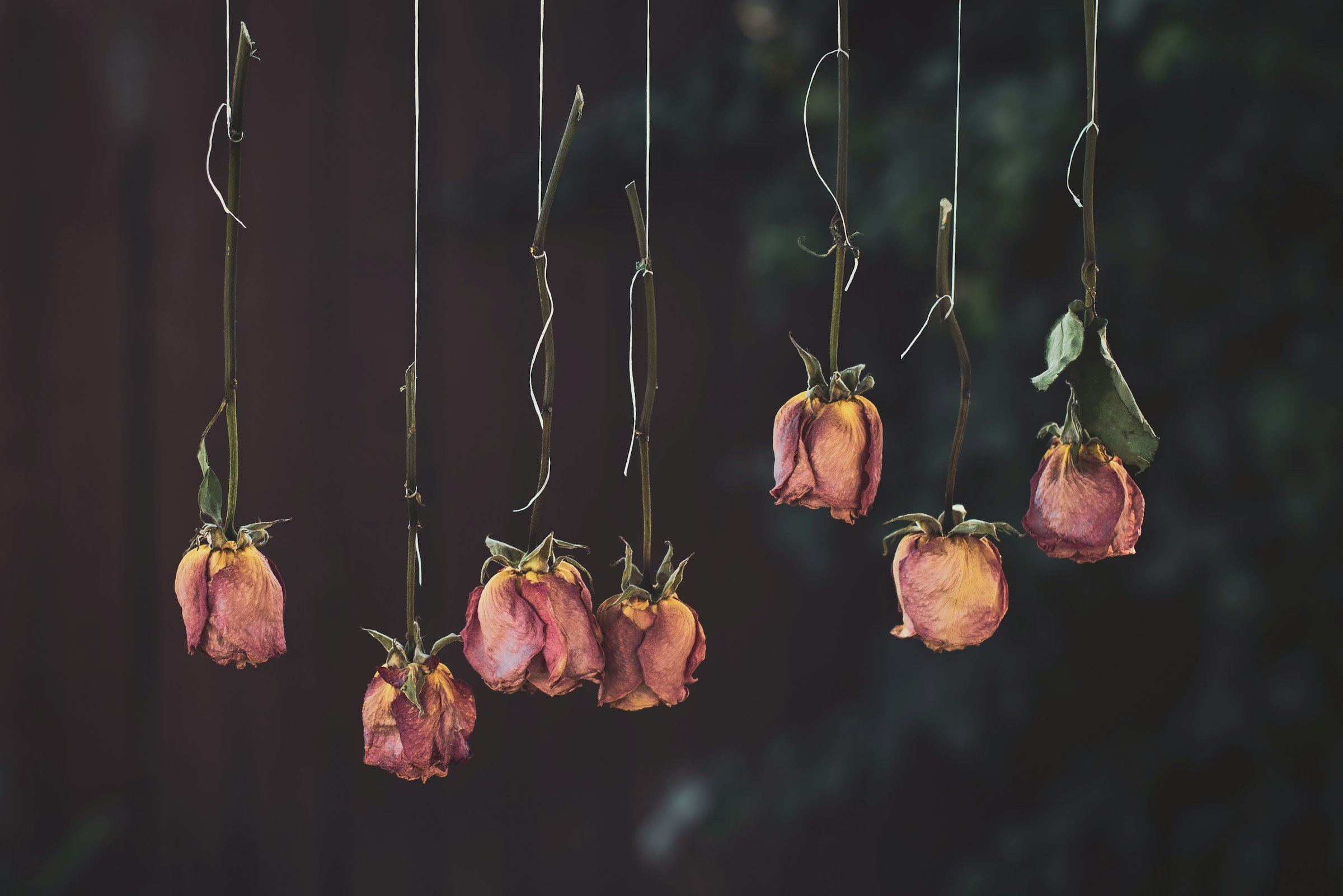 Dried roses hung upside down to preserve against a dark, moody backdrop