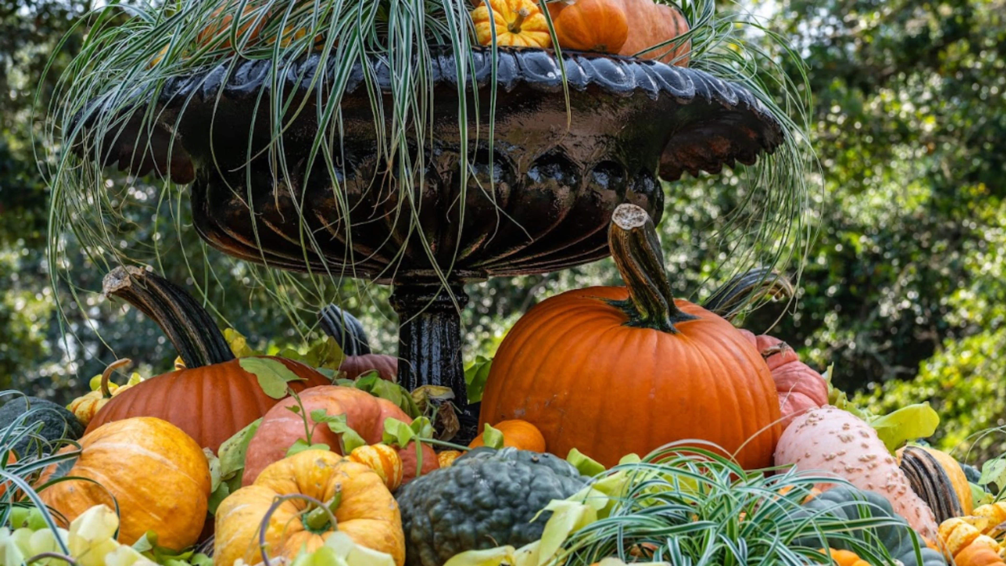 Autumn harvest display at Bellingrath Gardens, pumpkins, gourds and ornamental grasses heaped around a cast-iron garden urn