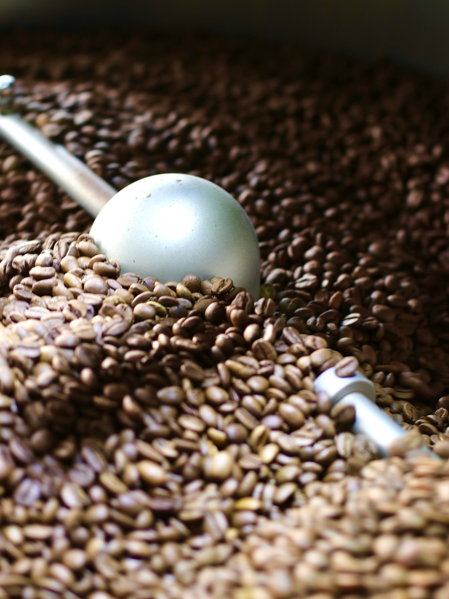 A close-up of Berry Roasters beans tumbling in the roaster under a scoop