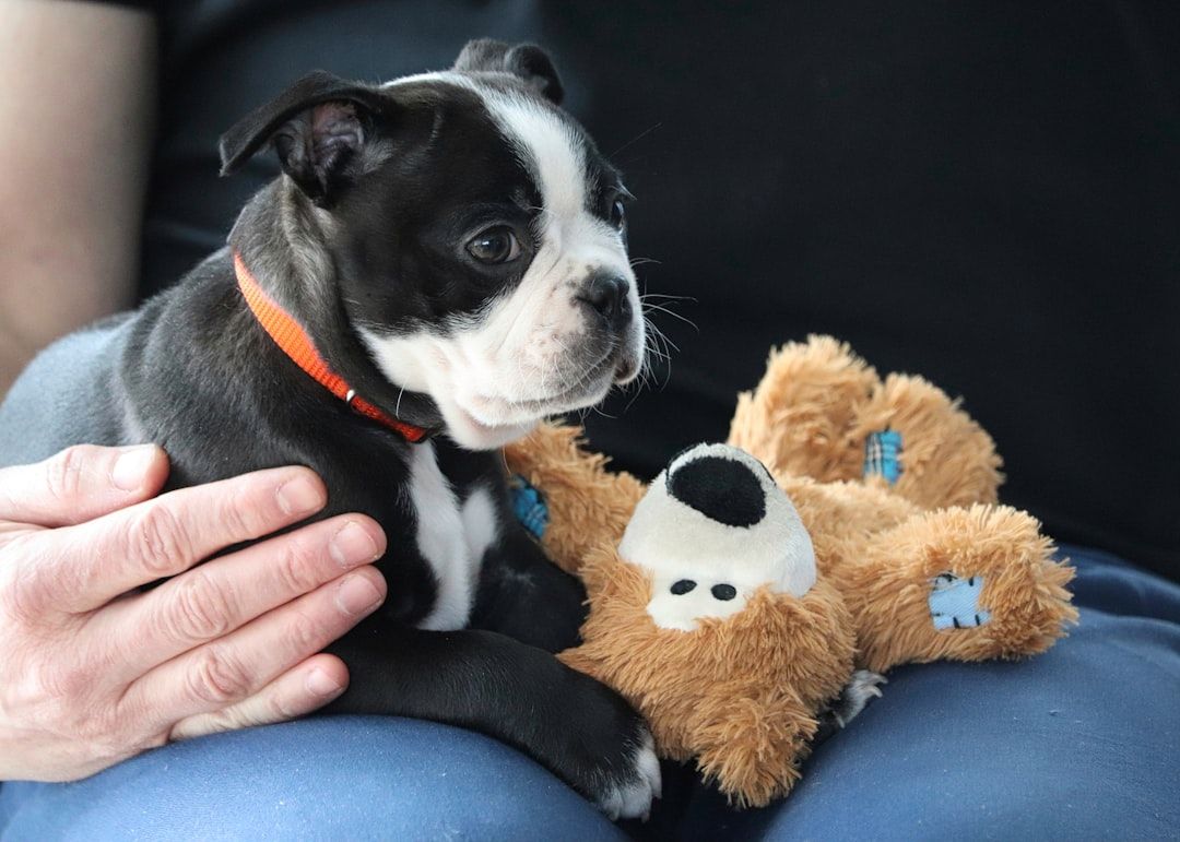 Google Ads for Pet Day Care: A Comprehensive Setup Guide