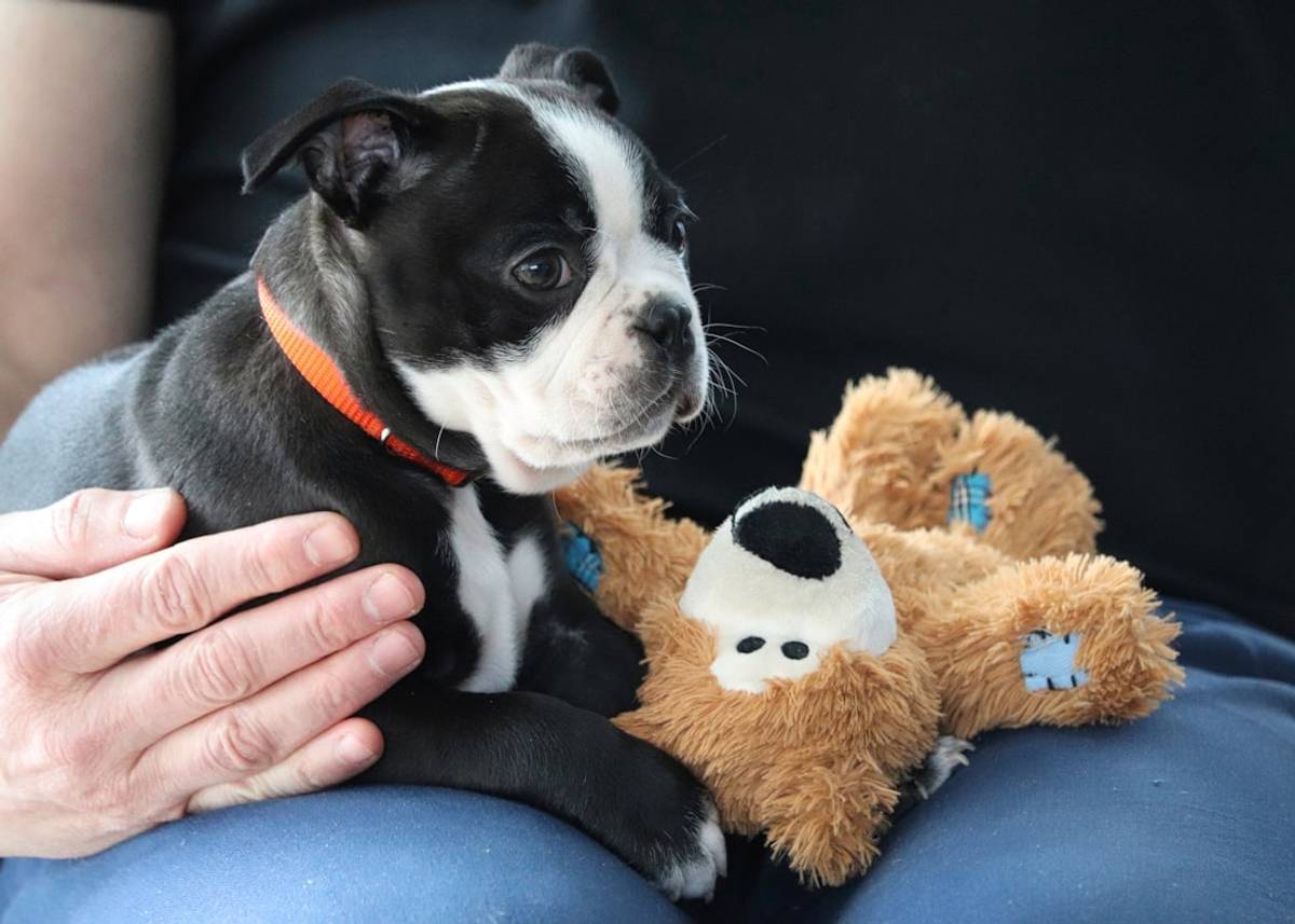 Google Ads for Pet Day Care: A Comprehensive Setup Guide