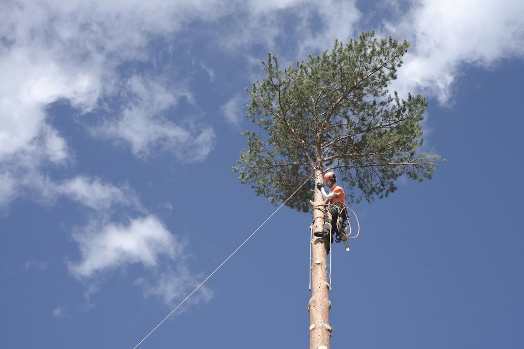 Google Ads for Tree Climbing Safety Training: A Comprehensive Setup Guide