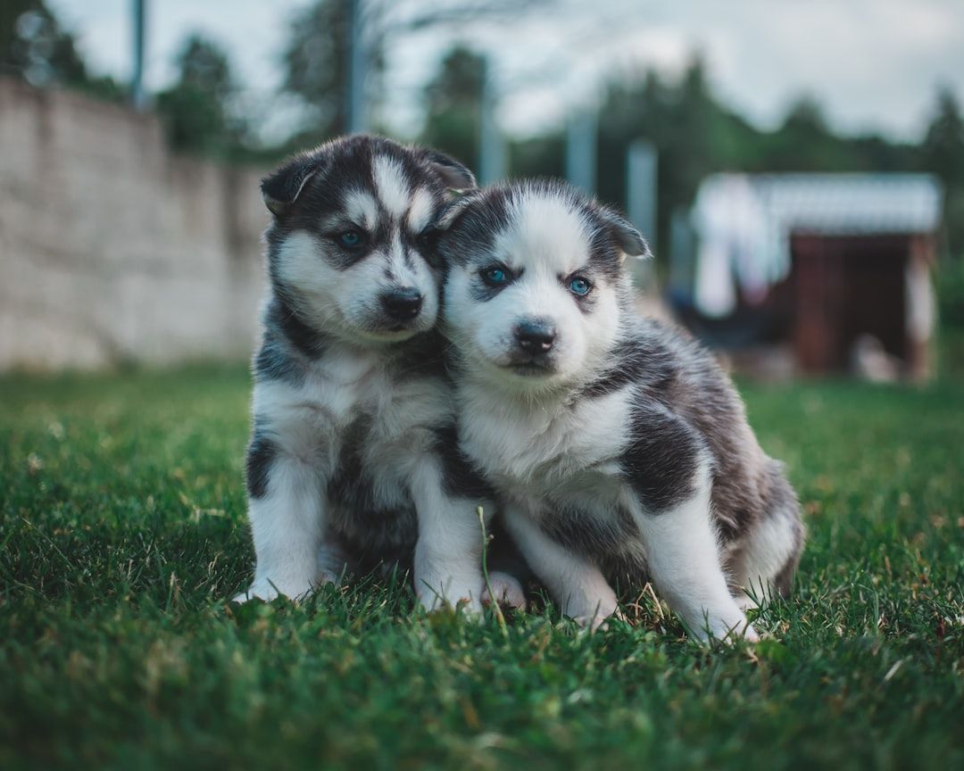 Google Ads for Dog Breeders: A Comprehensive Setup Guide