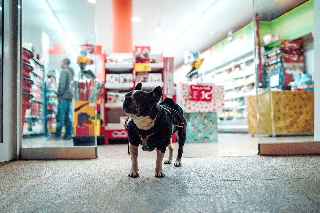 Google Ads for Pet Store: A Comprehensive Setup Guide