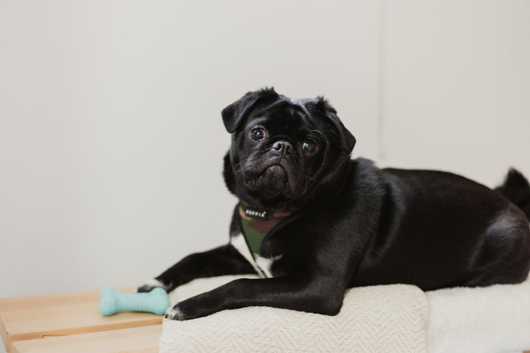 Google Ads for Pet Sitting: A Comprehensive Setup Guide