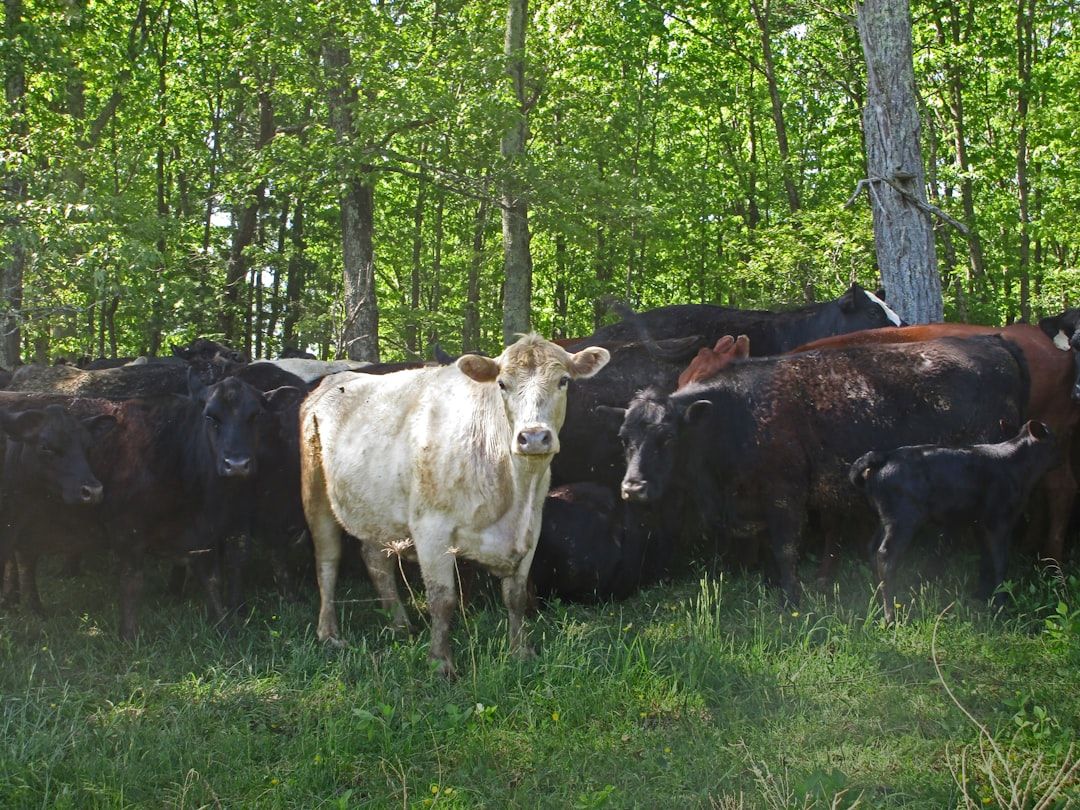 Google Ads for Cattle Farms: A Comprehensive Setup Guide