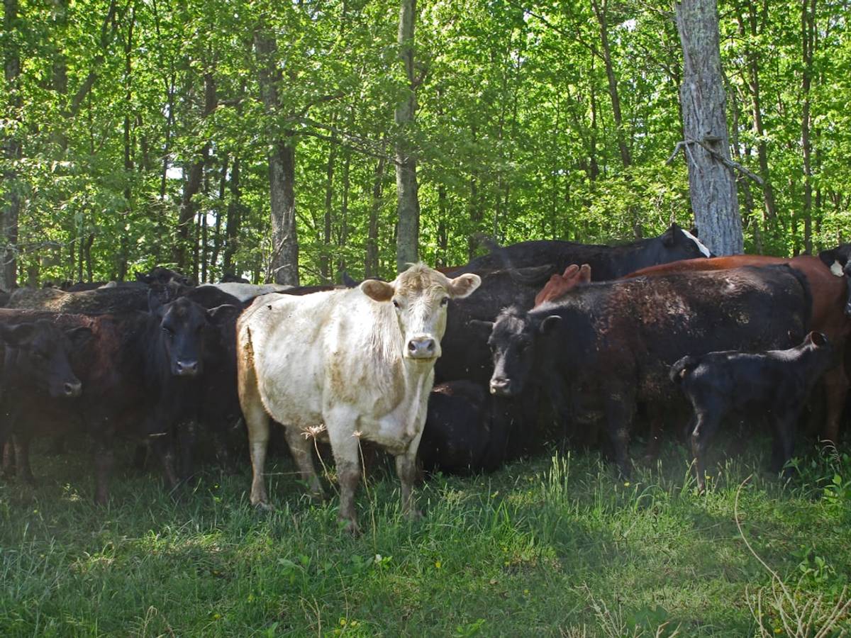 Google Ads for Cattle Farms: A Comprehensive Setup Guide