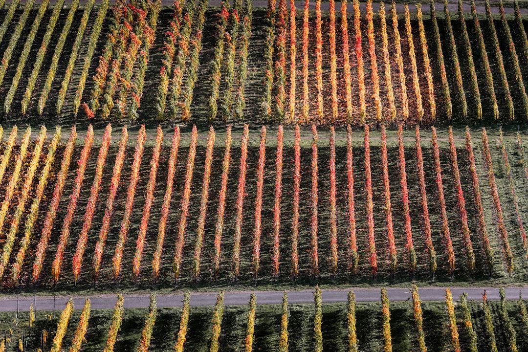 Google Ads for Carpet And Rug Repair: A Comprehensive Setup Guide