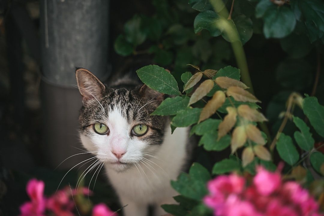Google Ads for Pet Photography Services: A Comprehensive Setup Guide