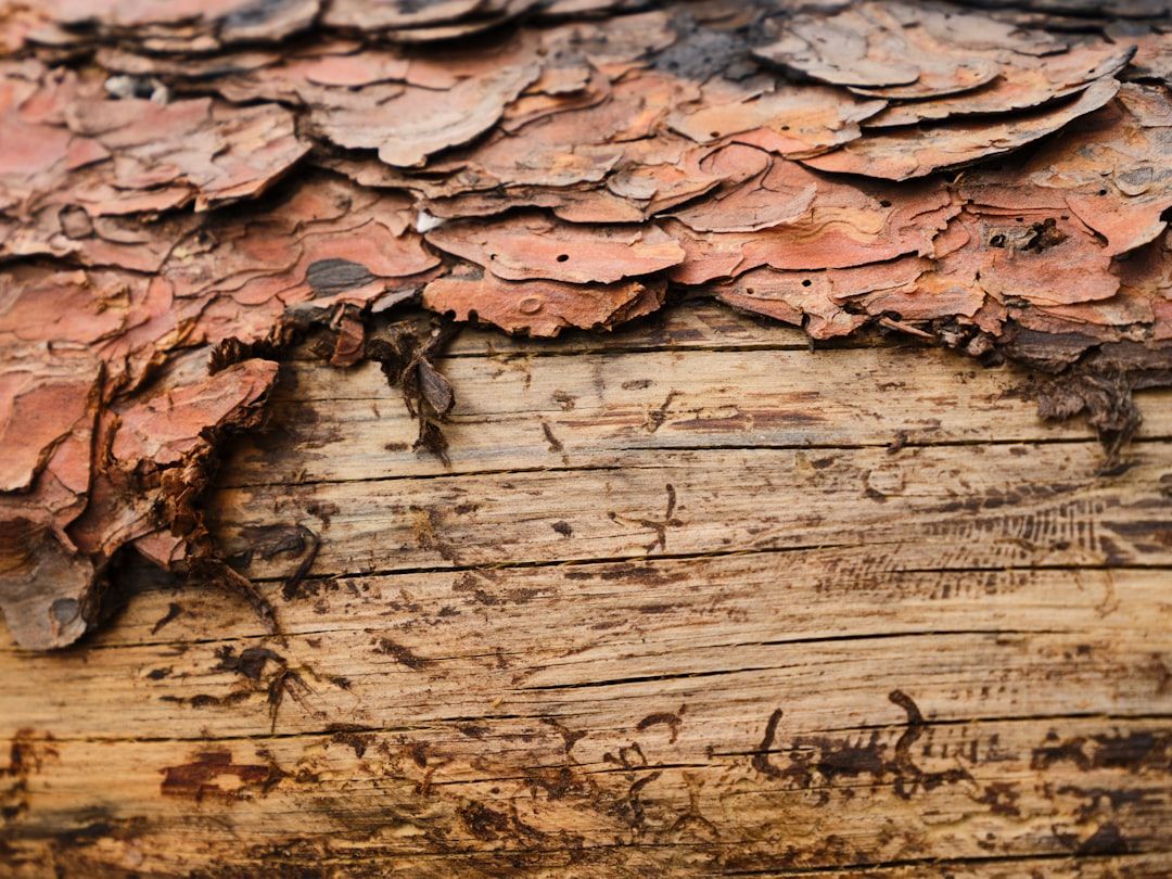 Google Ads for Wood Rot Repair Services: A Comprehensive Setup Guide