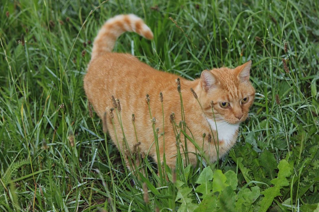 Google Ads for Cat Breeders: A Comprehensive Setup Guide