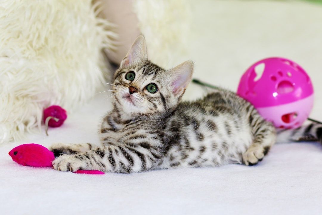 Google Ads for Pet Supplies: A Comprehensive Setup Guide