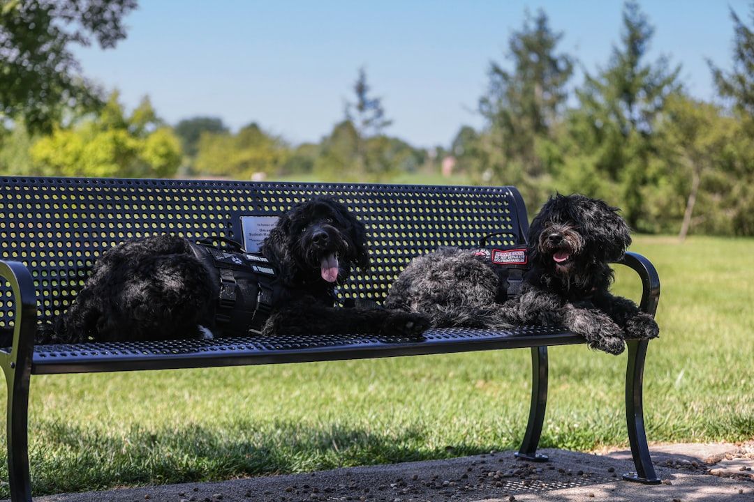 Google Ads for Pet Training: A Comprehensive Setup Guide