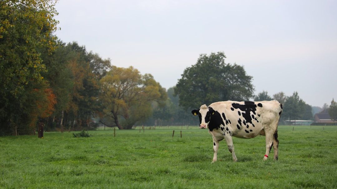 Google Ads for Dairy Equipment Repair: A Comprehensive Setup Guide