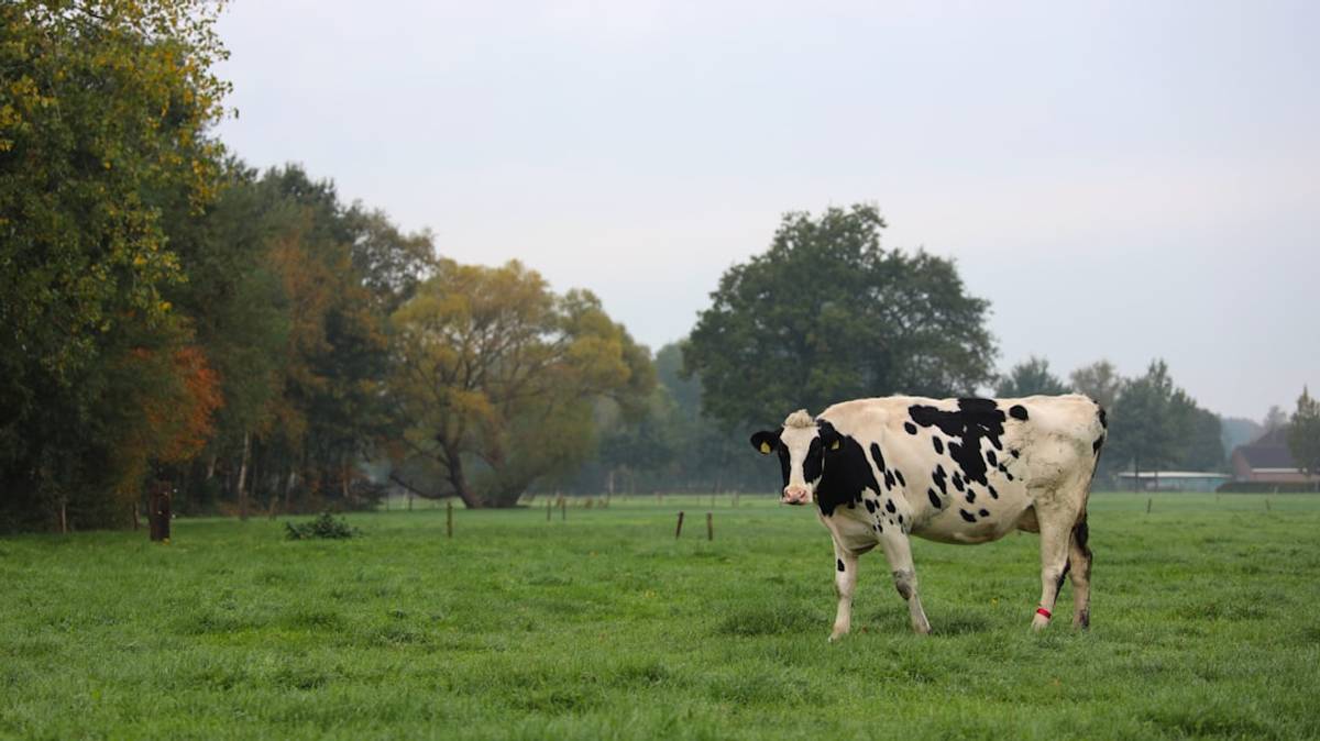 Google Ads for Dairy Equipment Repair: A Comprehensive Setup Guide