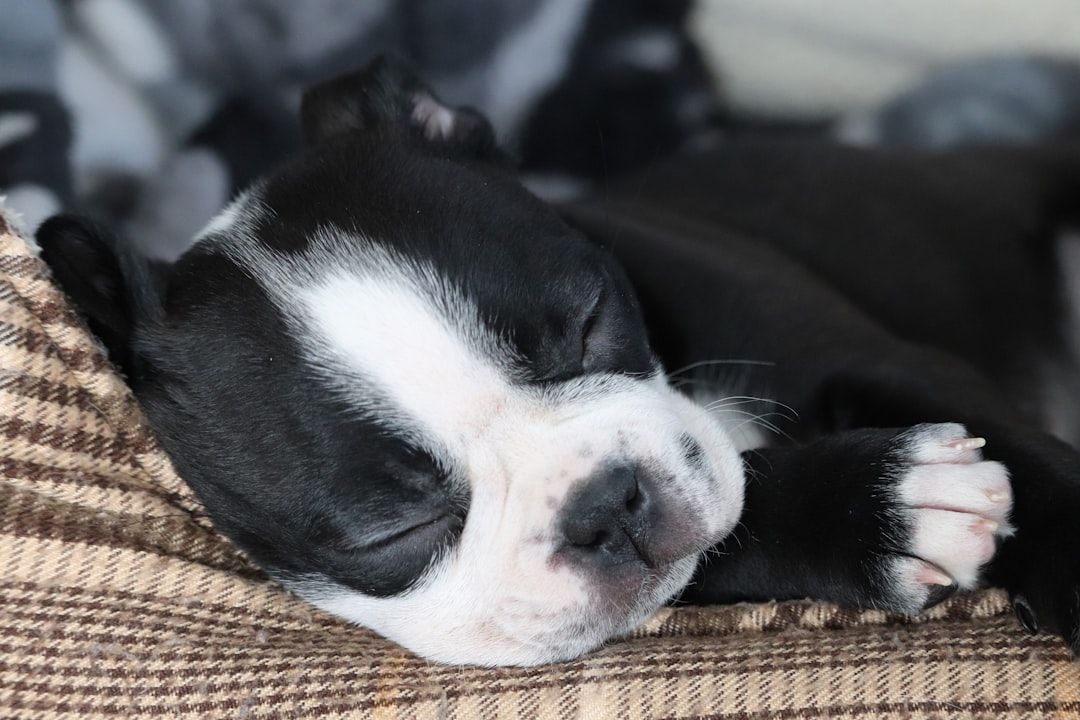 Google Ads for Dog Boarding: A Comprehensive Setup Guide
