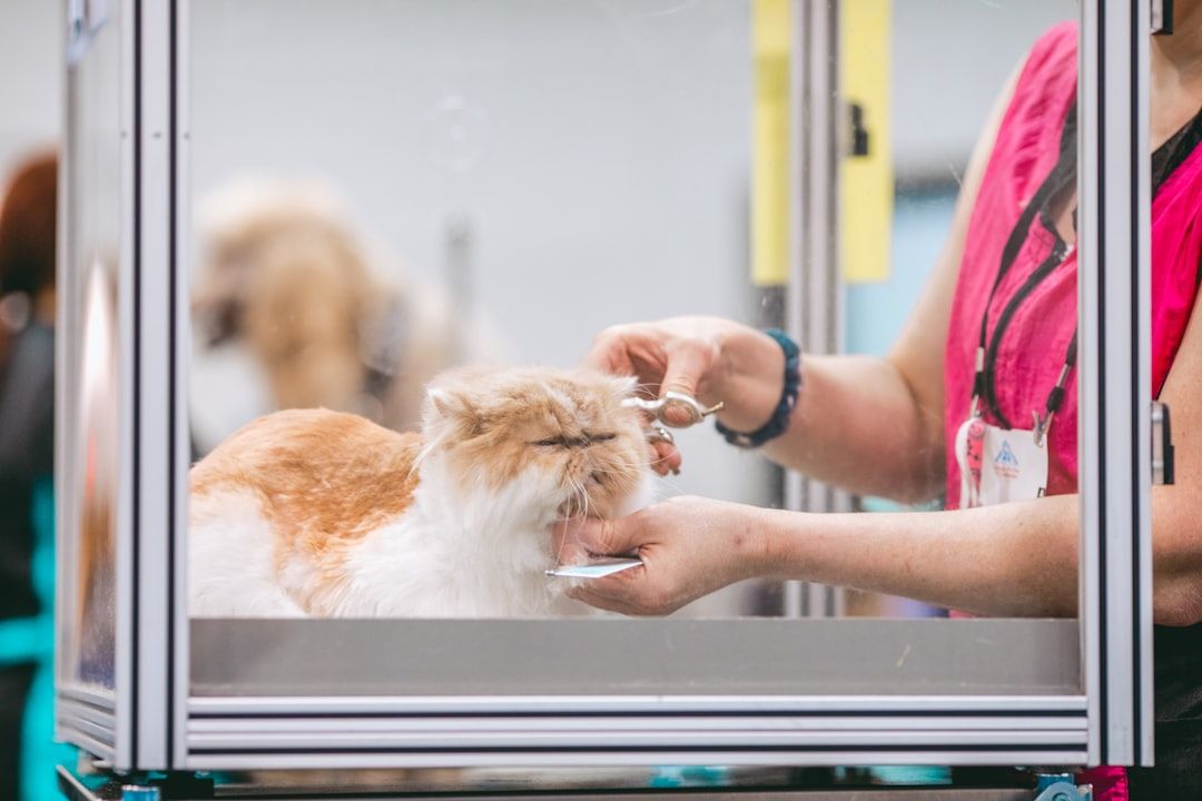 Google Ads for Mobile Pet Grooming: A Comprehensive Setup Guide