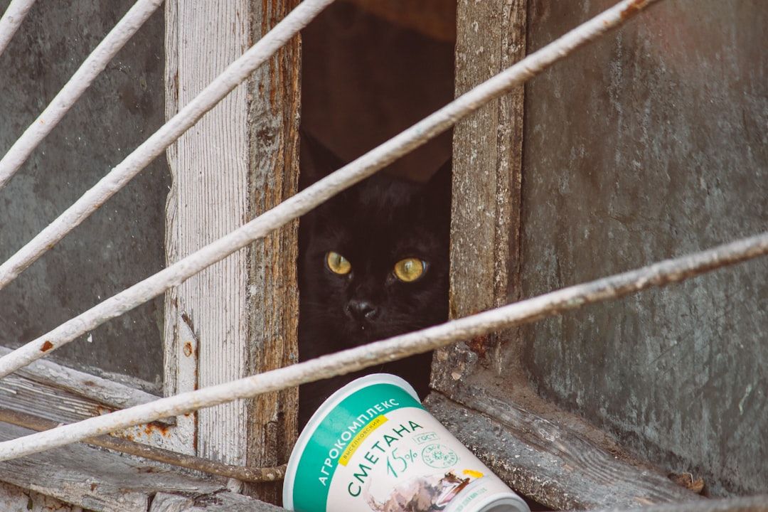 Google Ads for Pet Containment Services: A Comprehensive Setup Guide