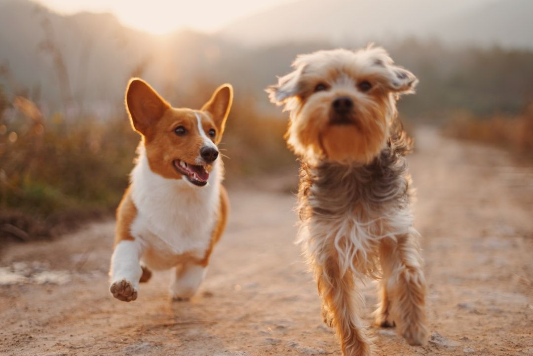 Google Ads for Pet Adoption Services: A Comprehensive Setup Guide