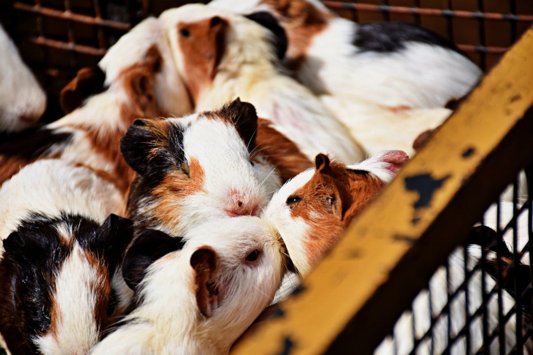 Google Ads for Animal Food Manufacturers: A Comprehensive Setup Guide