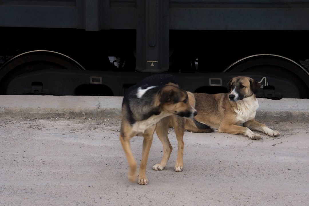 Google Ads for Service Animal Training: A Comprehensive Setup Guide
