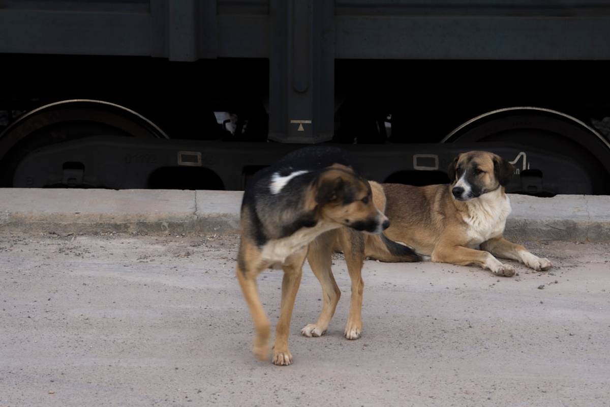 Google Ads for Service Animal Training: A Comprehensive Setup Guide