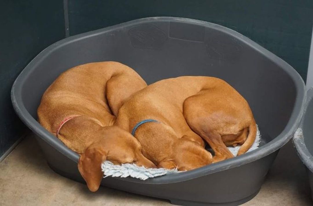 Google Ads for Pet Boarding: A Comprehensive Setup Guide