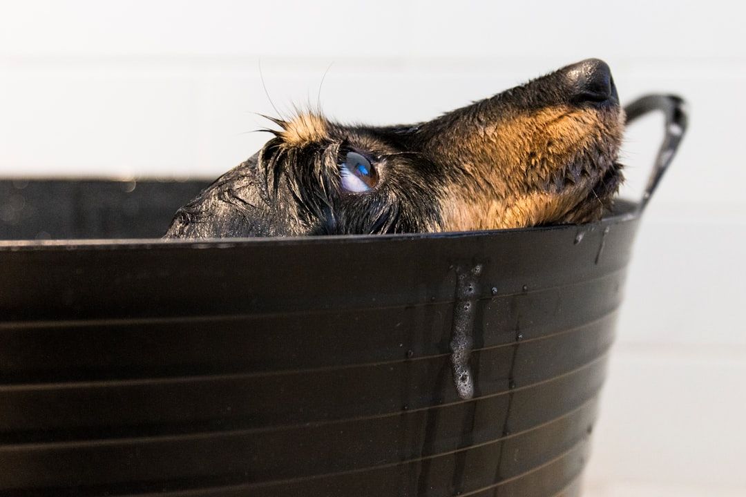 Google Ads for Dog Wash Services: A Comprehensive Setup Guide