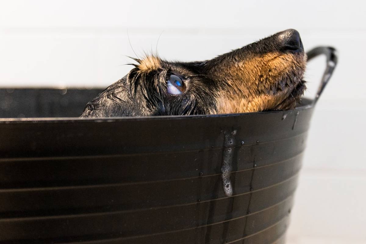 Google Ads for Dog Wash Services: A Comprehensive Setup Guide