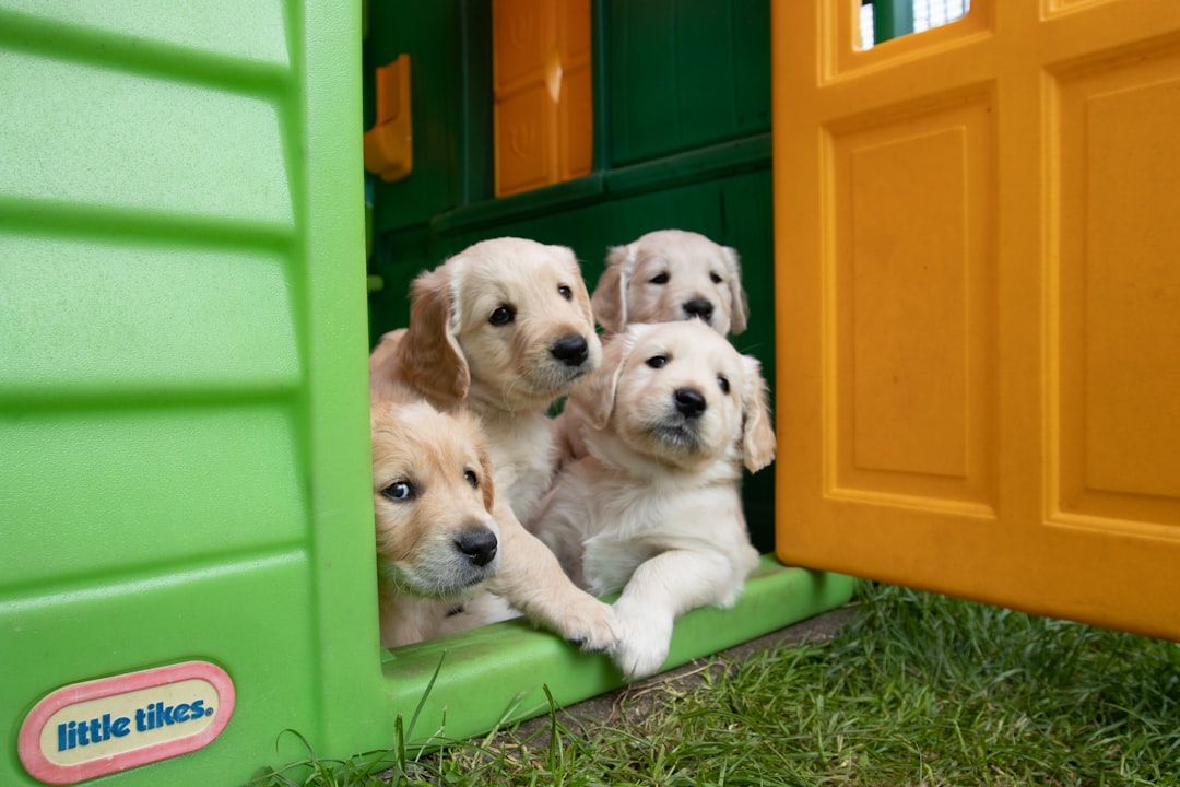 Google Ads for Dog Daycare: A Comprehensive Setup Guide
