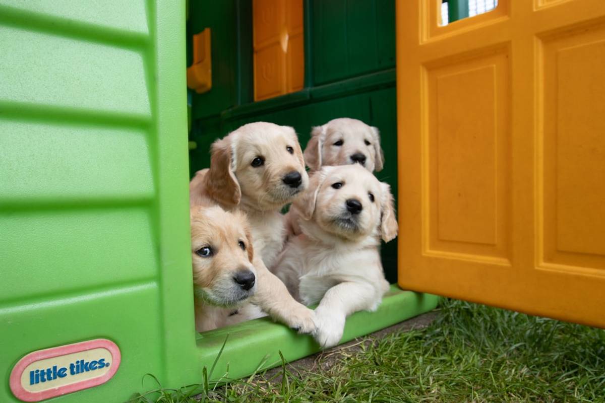 Google Ads for Dog Daycare: A Comprehensive Setup Guide