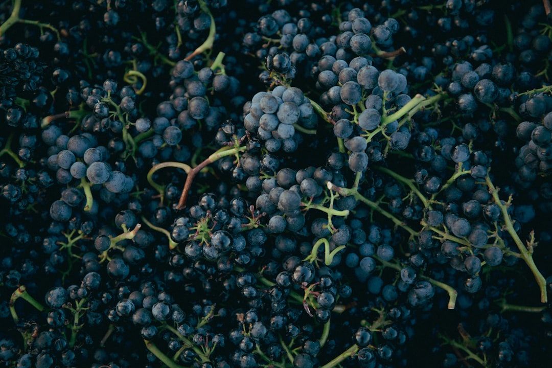 Google Ads for Winemaking Supplies: A Comprehensive Setup Guide