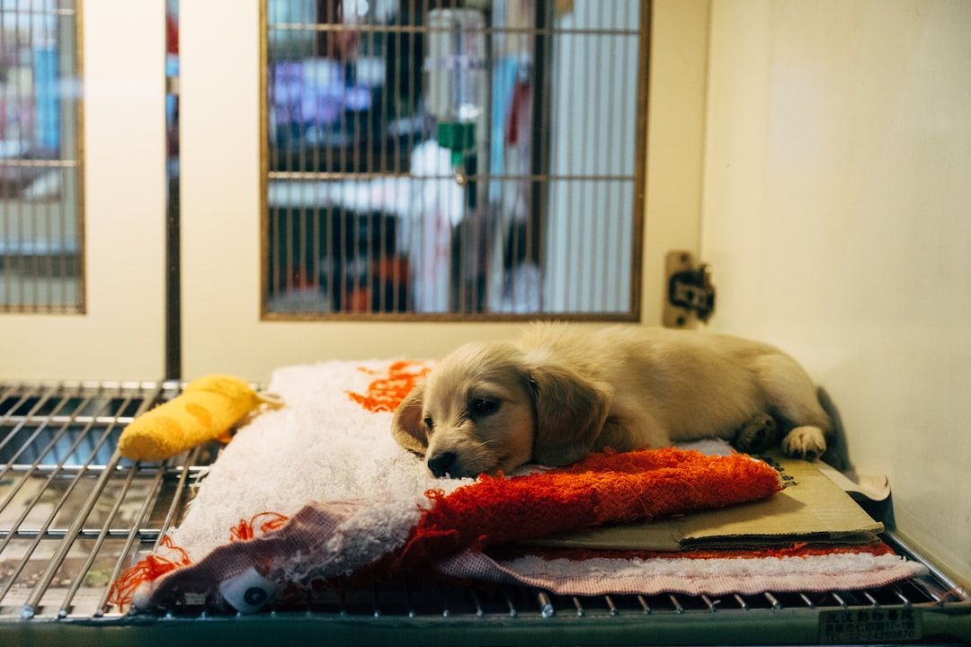 Google Ads for Animal Identification Services: A Comprehensive Setup Guide