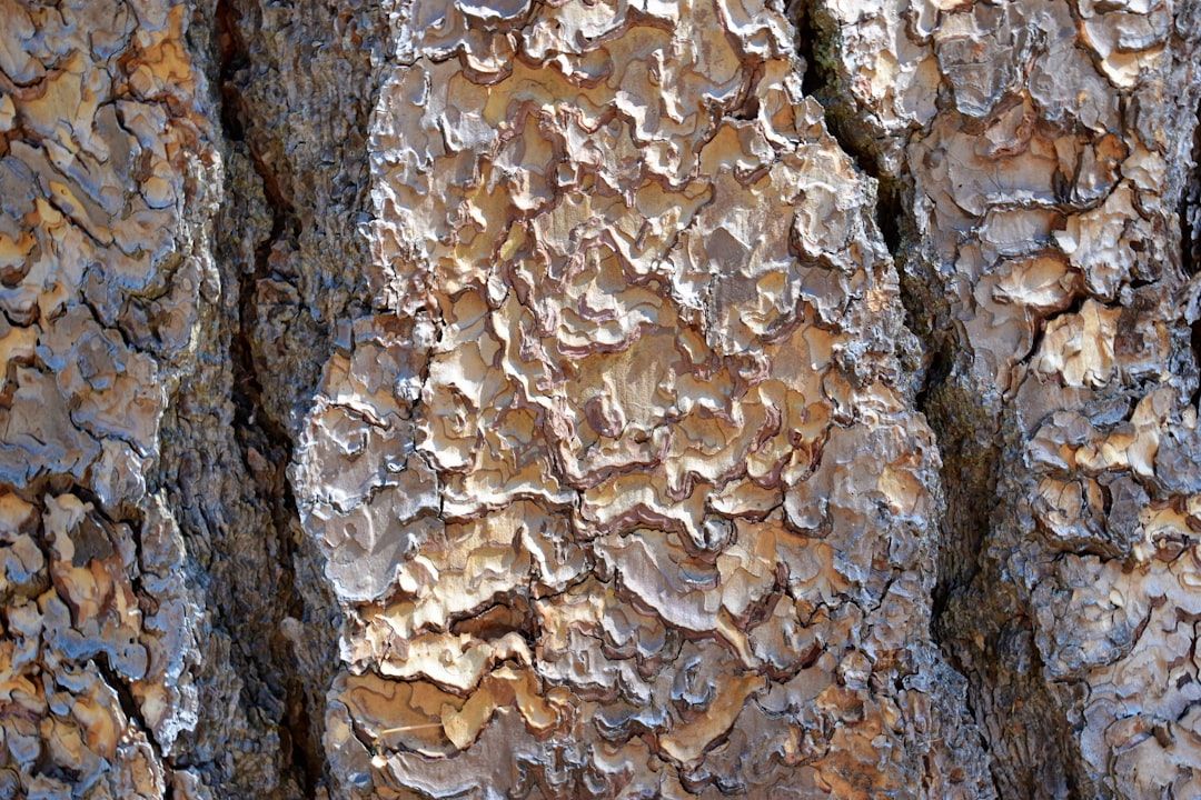 Google Ads for Termite Repair Services: A Comprehensive Setup Guide