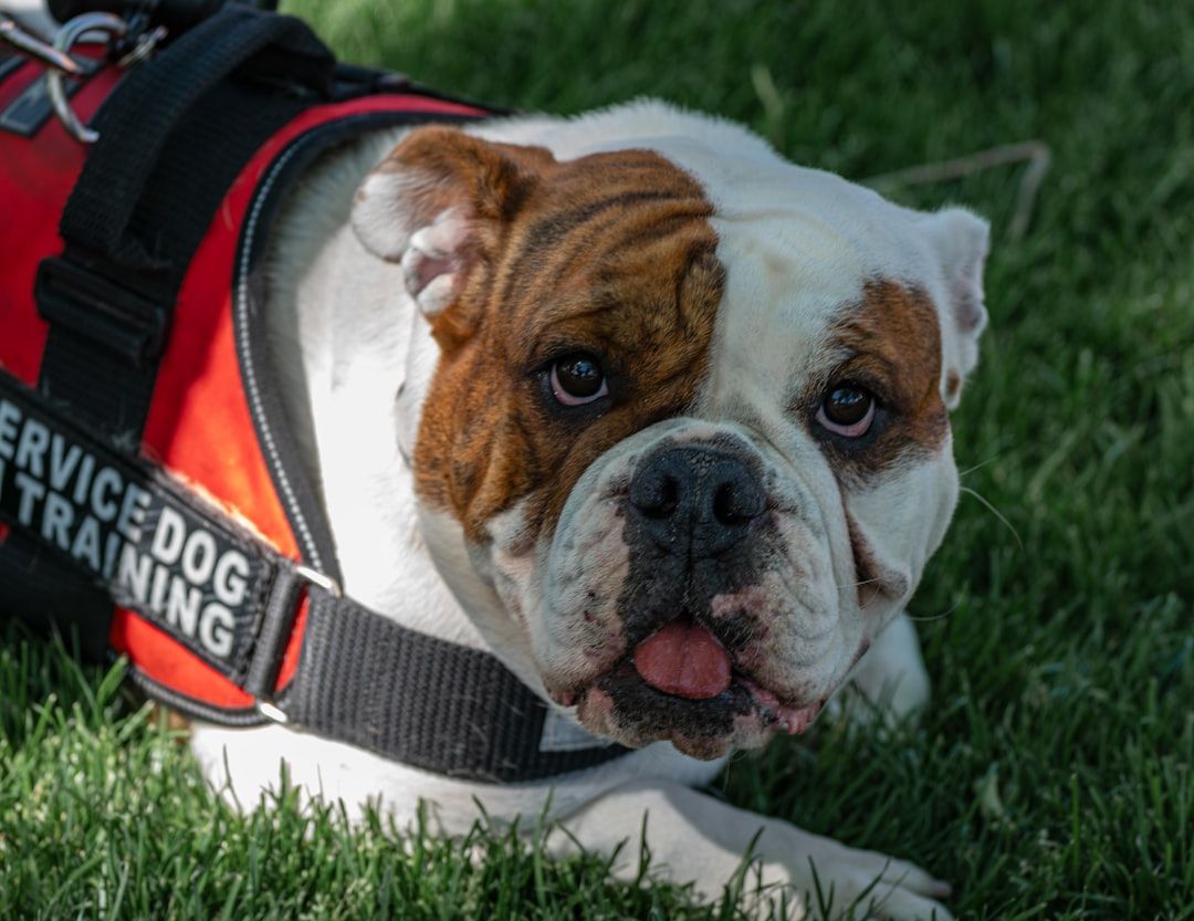 Google Ads for Service Dogs: A Comprehensive Setup Guide