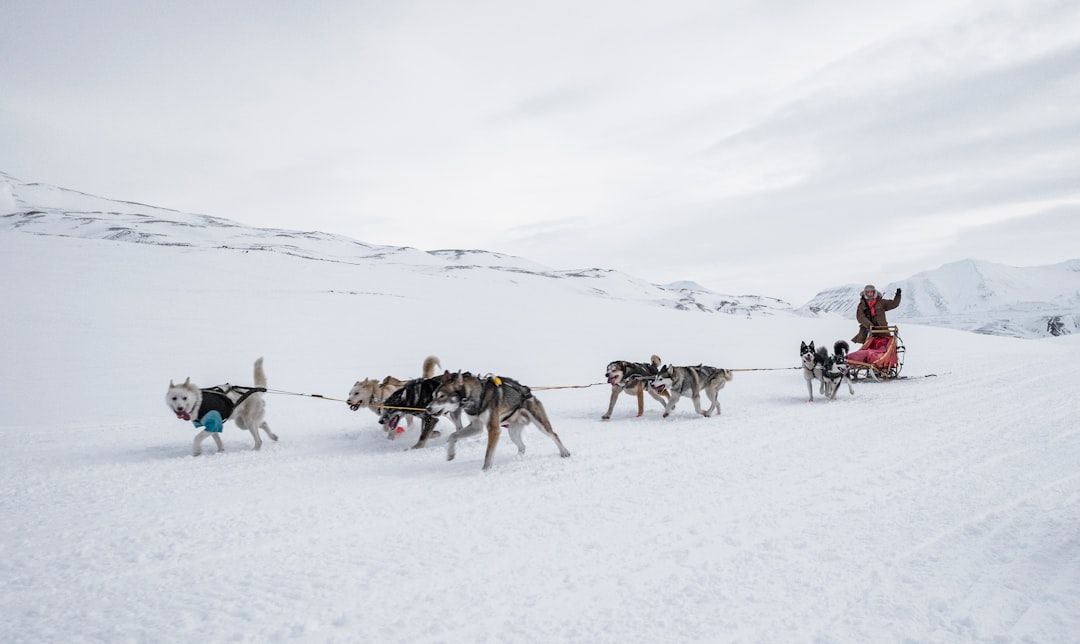 Google Ads for Dog Sledding Tours: A Comprehensive Setup Guide