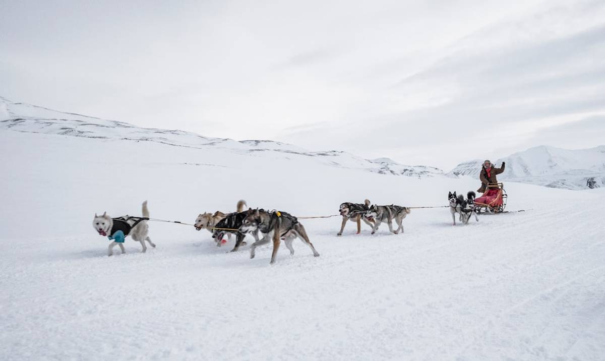 Google Ads for Dog Sledding Tours: A Comprehensive Setup Guide