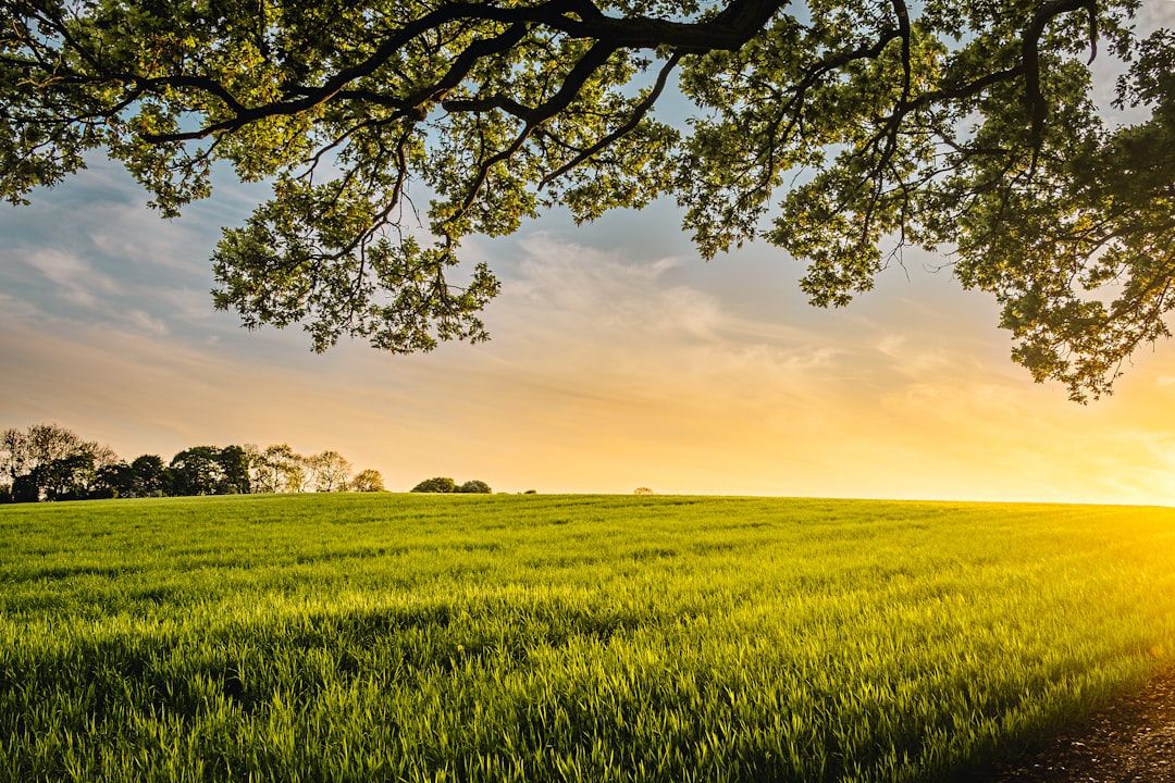 Google Ads for Crop Insurance: A Comprehensive Setup Guide